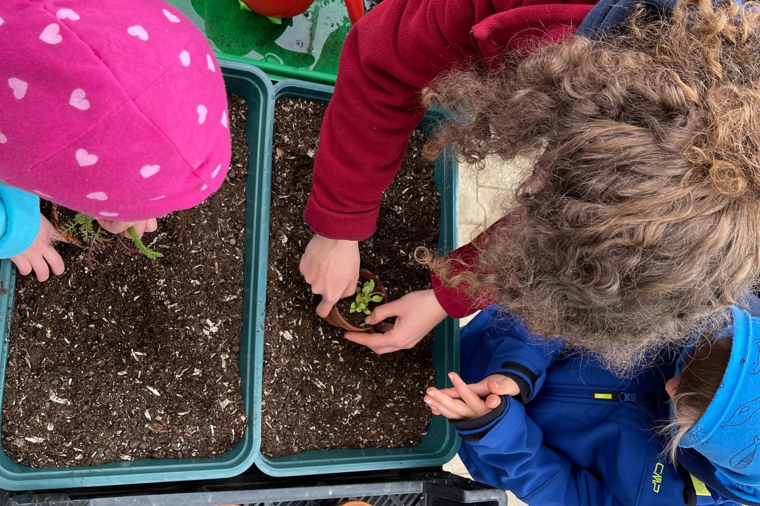 Mitarbeiterin pflanzt am Frühlingsfest pflanzen mit Kindern.