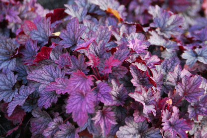 Heuchera 'Shanghai' (Purpurglöckchen)