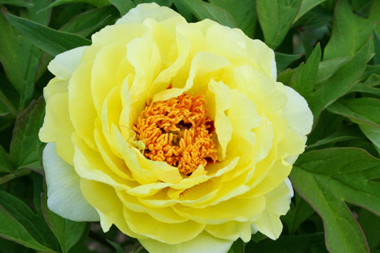 Paeonia Lutea-Hybr. 'High Noon' (Strauchpfingstrose)