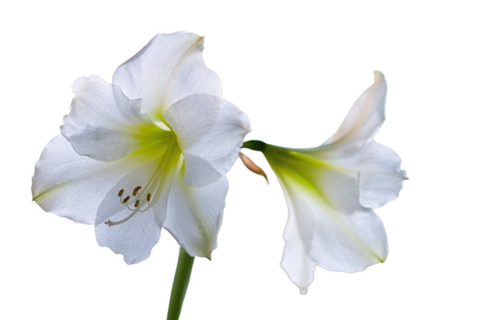 Hippeastrum weiß (Amaryllis | Ritterstern)