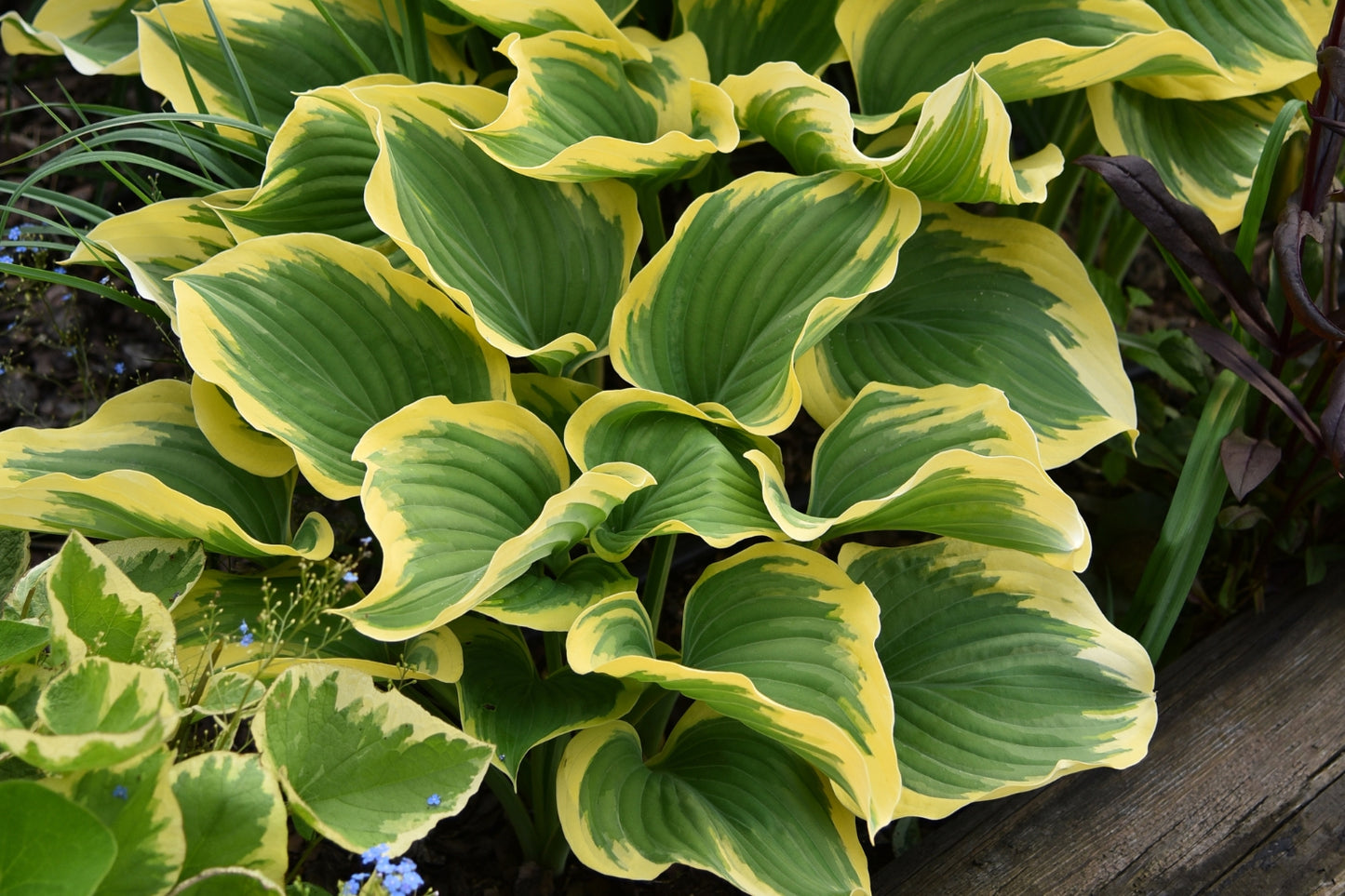 Hosta 'Liberty' (Funkie)