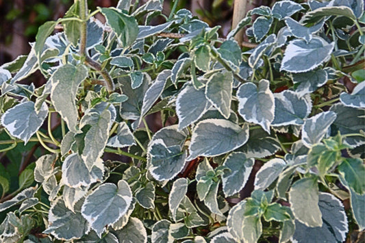 Hydrangea petiolaris 'Silver Lining' (Kletterhortensie)
