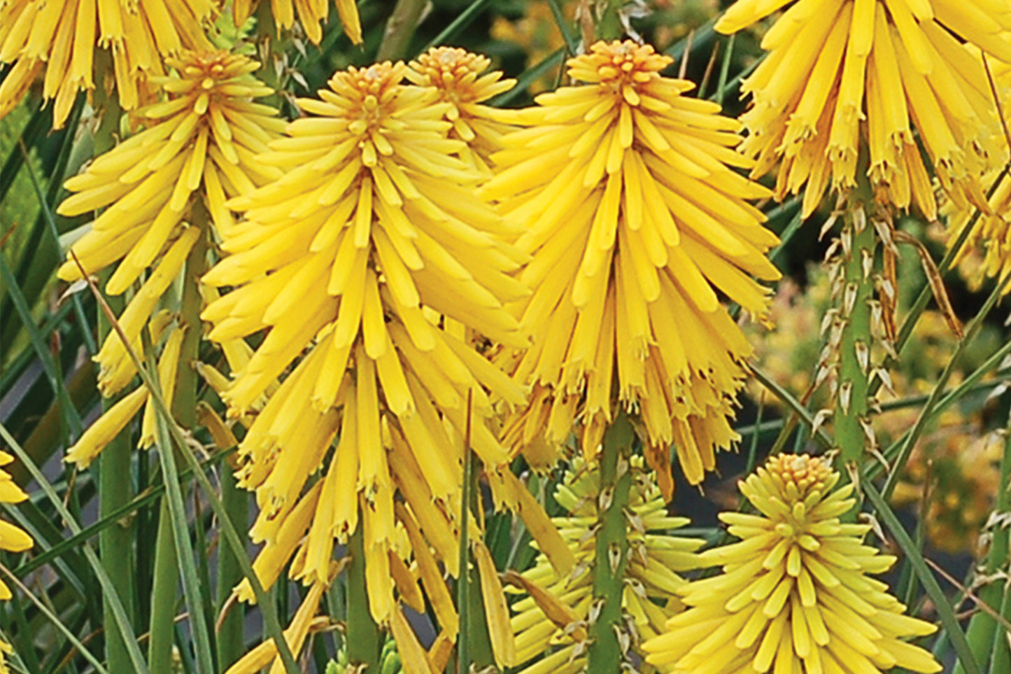 Kniphofia 'Banana Popsicle' (Fackellilie)