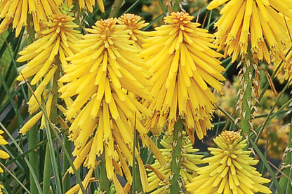 Kniphofia 'Banana Popsicle' (Fackellilie)