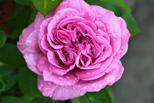 Rose 'Lavender Ice' (Zwergrose | Patiorose)