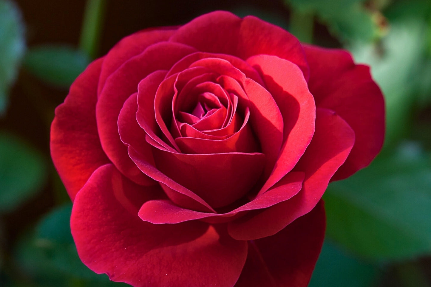 Rose 'Mildred Scheel' (Edelrose)