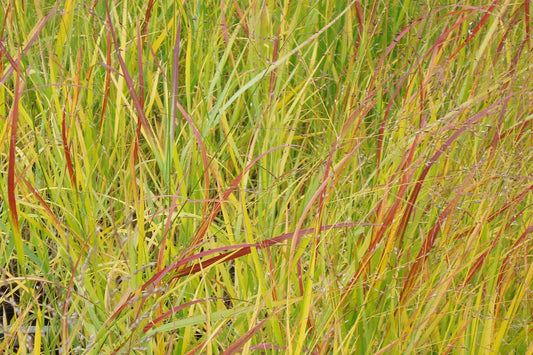 Panicum virgatum 'Rotstrahlbusch' (Rutenhirse)