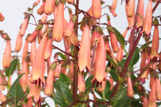 Phygelius capensis 'Candy Drops Tangerine' ® (Garten-Kapfuchsie)