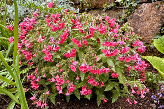 Pulmonaria 'Shrimps on the Barbie' (Rosarotes Lungenkraut)