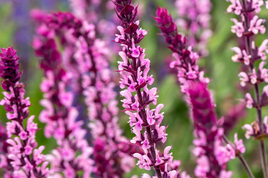 Salvia nemorosa 'Caradonna Pink' ® (Ziersalbei)
