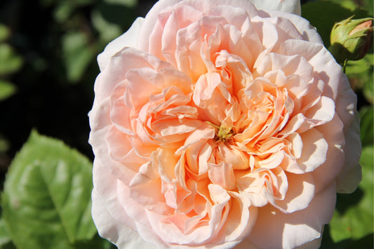 Rose 'The Lady Gardener' (Englische Rose)