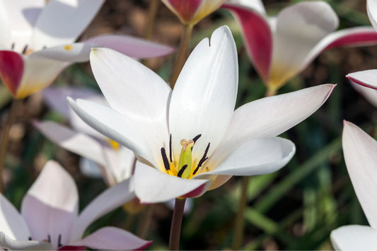 Tulipa clusiana (Damen-Tulpe)