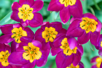 Tulipa humilis 'Persian Pearl' (Persische Wildtulpe)