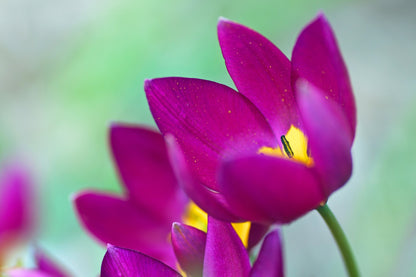 Tulipa humilis 'Persian Pearl' (Persische Wildtulpe)