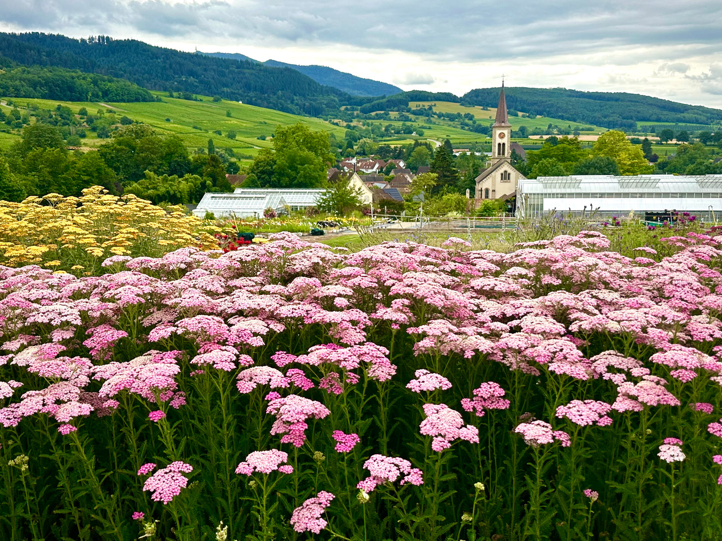 Achillea millefolium 'Pretty Belinda' ® (Schafgarbe)