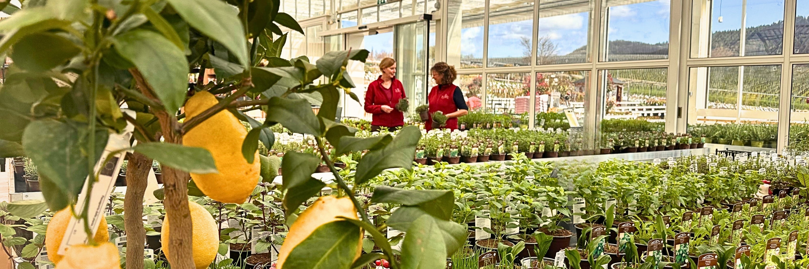 Eröffnung der Orangerie in der Staudengärtnerei Gräfin von Zeppelin