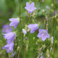 Campanula rotundifolia (Rundblättrige Glockenblume)