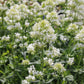 Centranthus ruber 'Albus' (Weißblühende Spornblume)