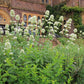 Centranthus ruber 'Albus' (Weißblühende Spornblume)
