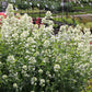 Centranthus ruber 'Albus' (Weißblühende Spornblume)