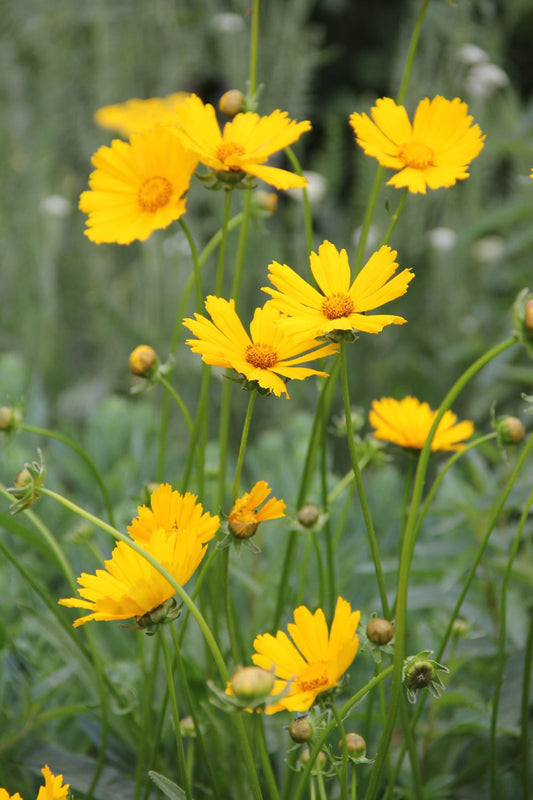 Coreopsis grandiflora 'Schnittgold' (Großblumiges Mädchenauge)