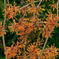 Hamamelis intermedia 'Aphrodite' (Großblütige Zaubernuss)