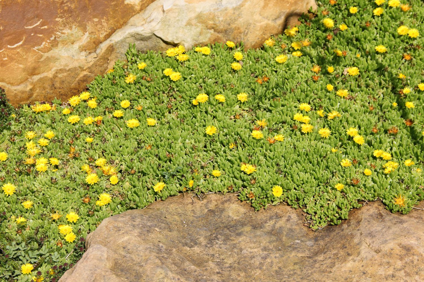 Delosperma nubigenum (Südafrikanische Mittagsblume)