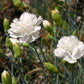 Dianthus plumarius 'Alba Plena' (Federnelke)