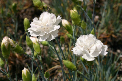 Dianthus plumarius 'Alba Plena' Federnelke