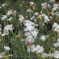 Dianthus plumarius 'Alba Plena' (Federnelke)
