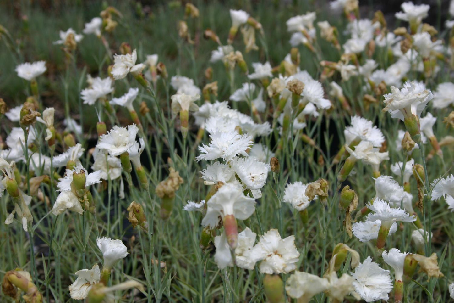 Dianthus plumarius 'Alba Plena' (Federnelke)