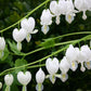 Dicentra spectabilis 'Alba' (Hohe Herzblume | Tränendes Herz)