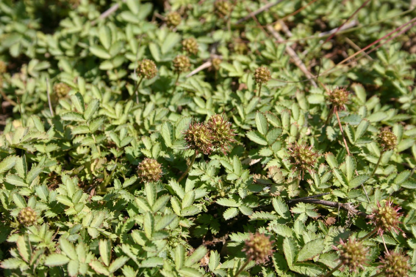 Acaena buchananii (Blaugrünes Stachelnüsschen)