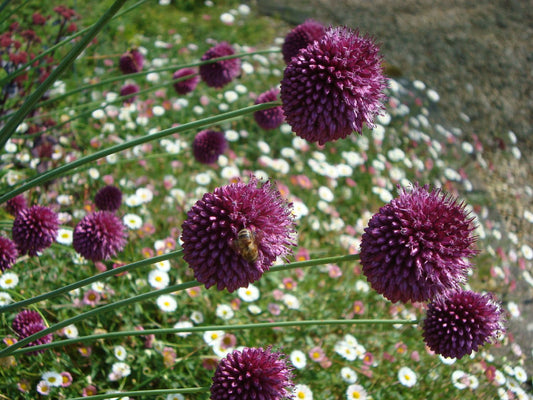 Allium sphaerocephalon Kugellauch | Zierlauch
