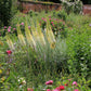 Eremurus stenophyllus ssp. stenophyllus Schmalblättrige Steppenkerze