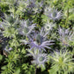 Eryngium alpinum 'Blue Star' (Mannstreu)