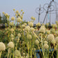 Eryngium yuccifolium (Palmlilienblättriger Mannstreu)