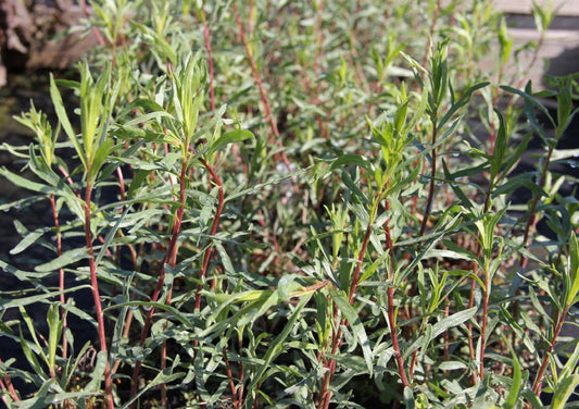 Artemisia dracunculus var. sativus Estragon