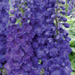 Delphinium New Millenium 'Pagan Purples' (Rittersporn)