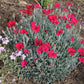 Dianthus gratianopolitanus 'Rubin' Pfingstnelke