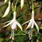 Fuchsia magellanica var. alba (Fuchsie)