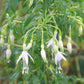Fuchsia magellanica var. alba (Fuchsie)