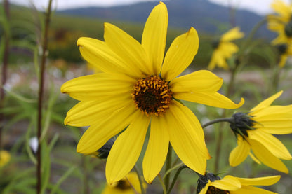 Helianthus orgyalis Weidenblättrige Sonnenblume