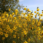 Helianthus orgyalis (Weidenblättrige Sonnenblume)