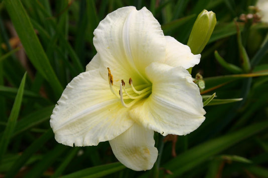Hemerocallis 'Joan Senior' Großblumige Taglilie
