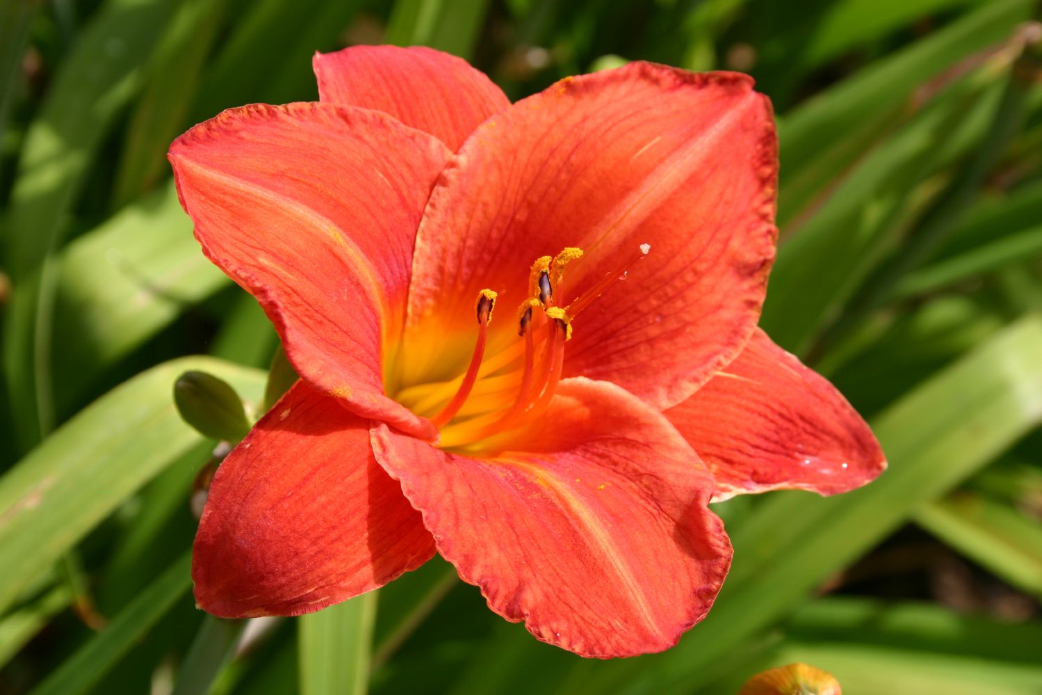 Hemerocallis 'Karine von Rumohr' Großblumige Taglilie