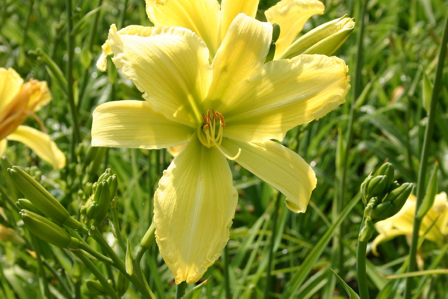 Hemerocallis 'Limited Edition' Großblumige Taglilie