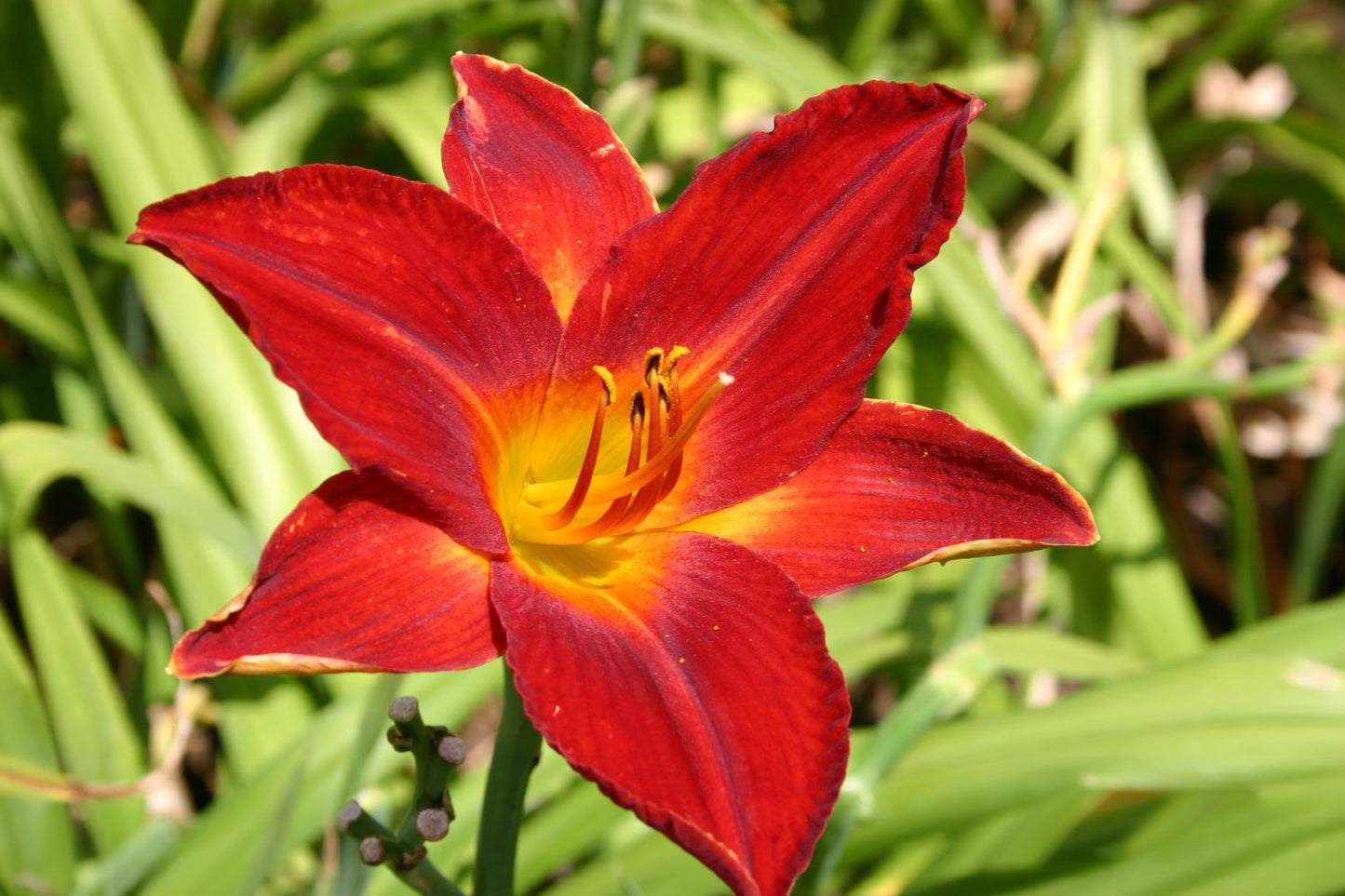 Hemerocallis 'Lusty Lealand' Großblumige Taglilie