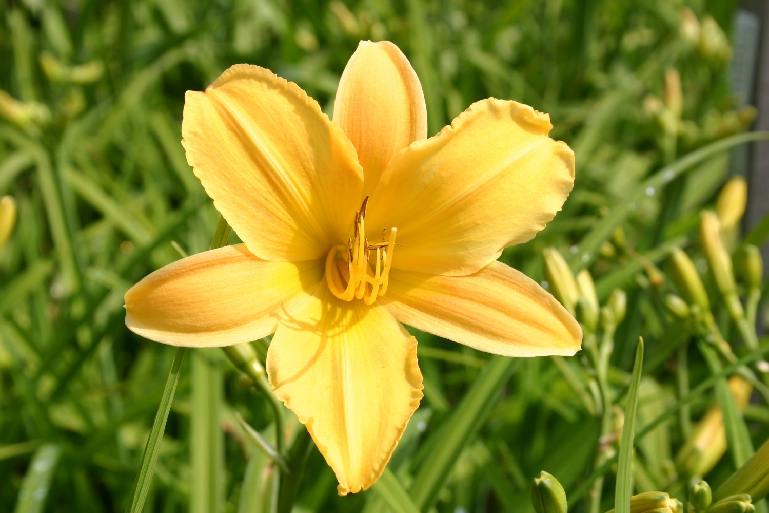 Hemerocallis 'Morgenzauber' Kleinblumige Taglilie