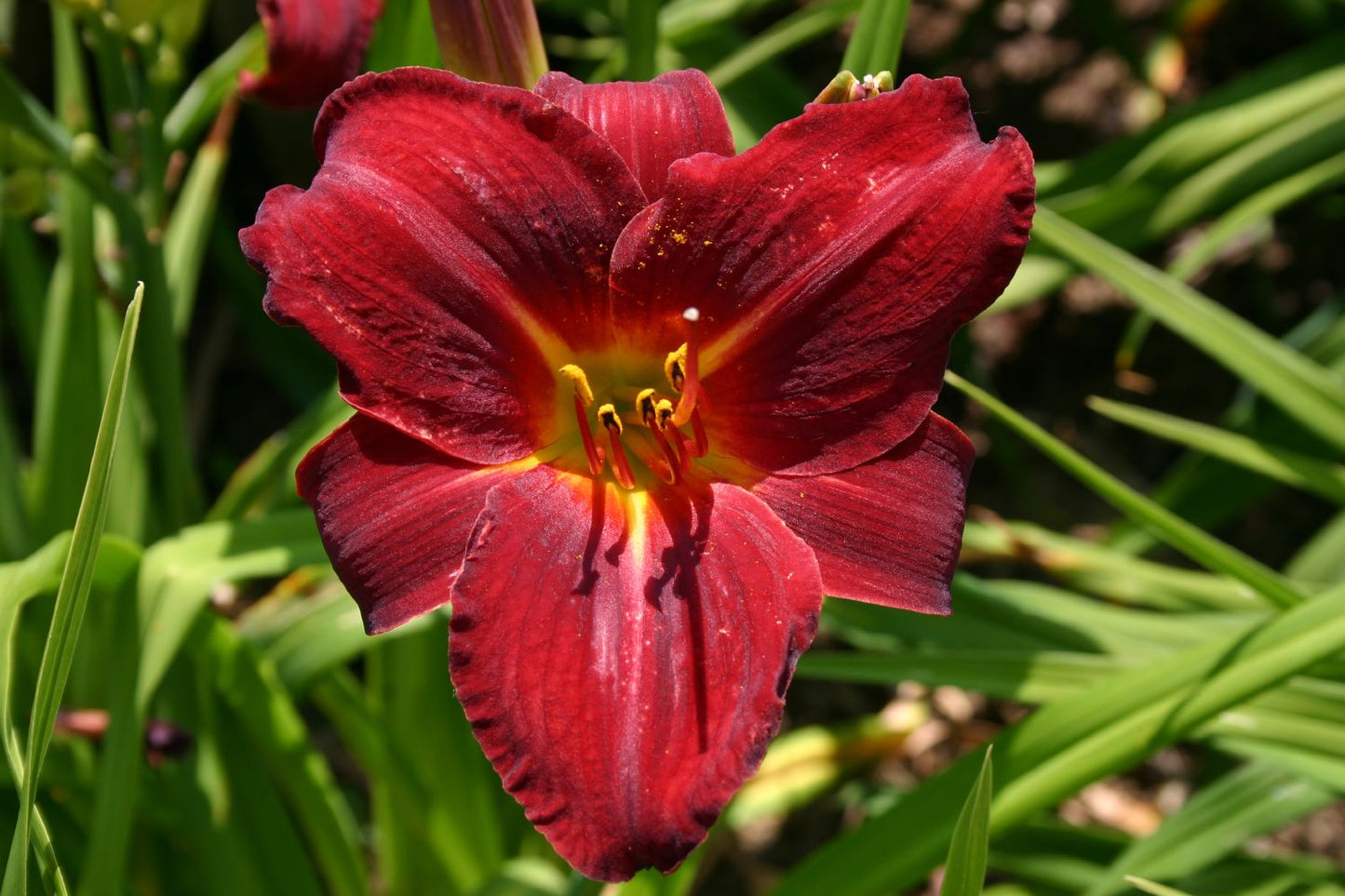 Hemerocallis 'Night Raider' Großblumige Taglilie